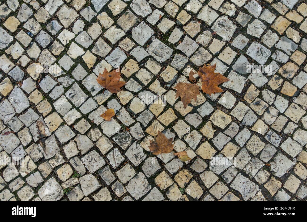 Modello di strada acciottolato con foglie autunnali su di esso. Portogallo Foto Stock