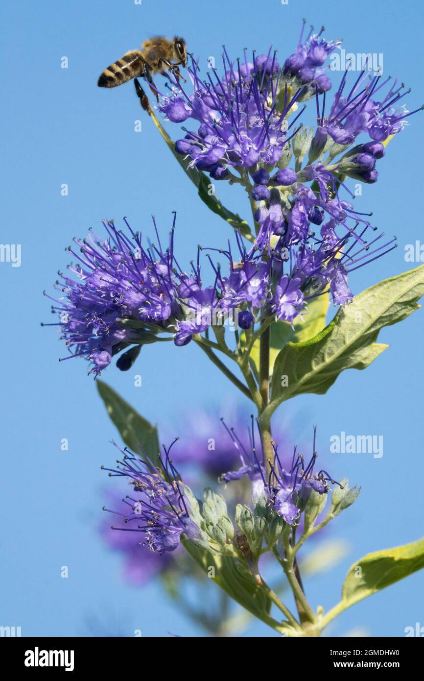 APIs mellifera Honey bee che vola verso Blue Mist Spiraea Blue Caryopteris x clandonensis 'Worcester Gold' fiore fiorito insetto Caryopteris Foto Stock