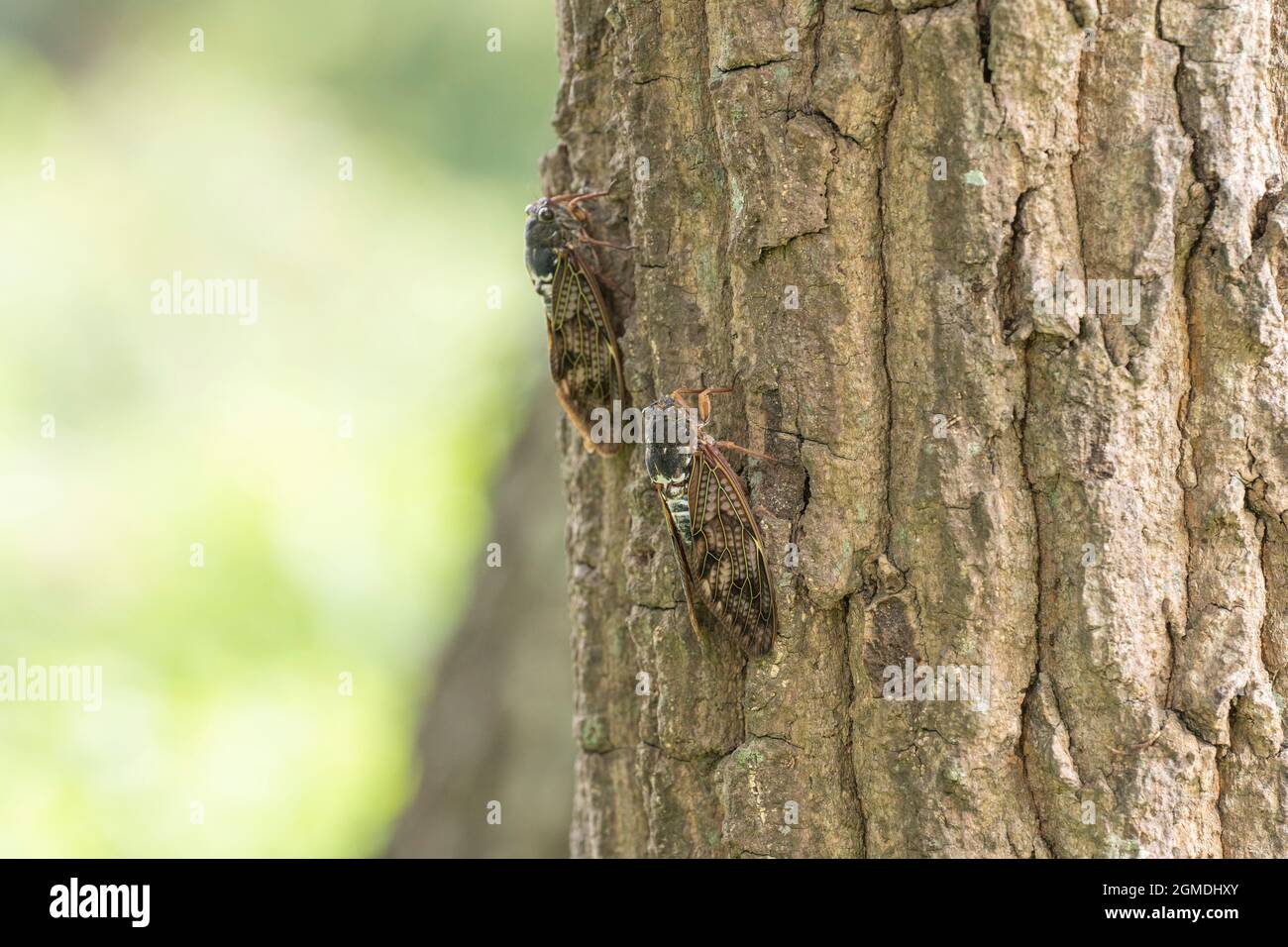 Grande cicada bruna ( Graptopsaltria nigrofuscata ), Città di Isehara, Prefettura di Kanagawa, Giappone Foto Stock