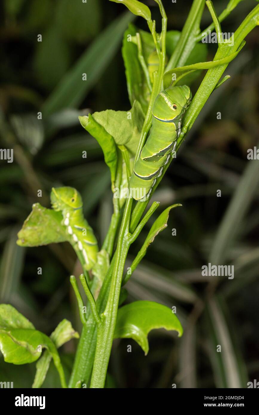 Larva di coda di rondine asiatica (Papilio xuthus), sull'albero arancione di Mikan, Isehara City, Prefettura di Kanagawa, Giappone Foto Stock