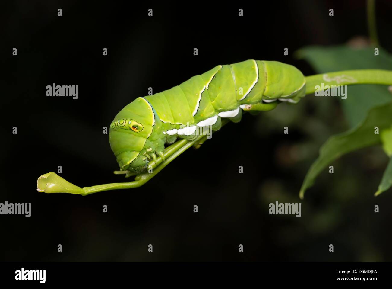 Larva di coda di rondine asiatica (Papilio xuthus), sull'albero arancione di Mikan, Isehara City, Prefettura di Kanagawa, Giappone Foto Stock