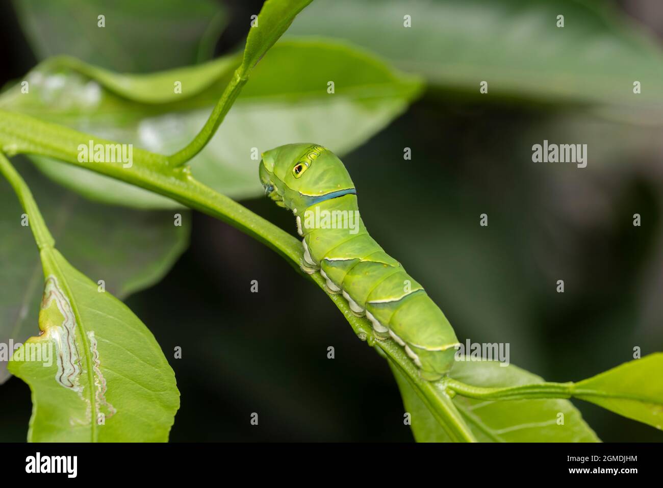 Larva di coda di rondine asiatica (Papilio xuthus), sull'albero arancione di Mikan, Isehara City, Prefettura di Kanagawa, Giappone Foto Stock