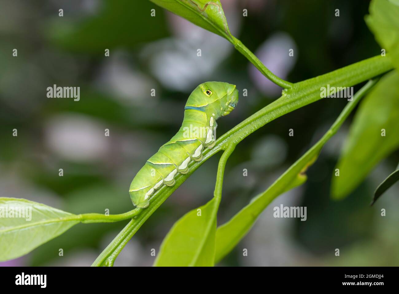 Larva di coda di rondine asiatica (Papilio xuthus), sull'albero arancione di Mikan, Isehara City, Prefettura di Kanagawa, Giappone Foto Stock