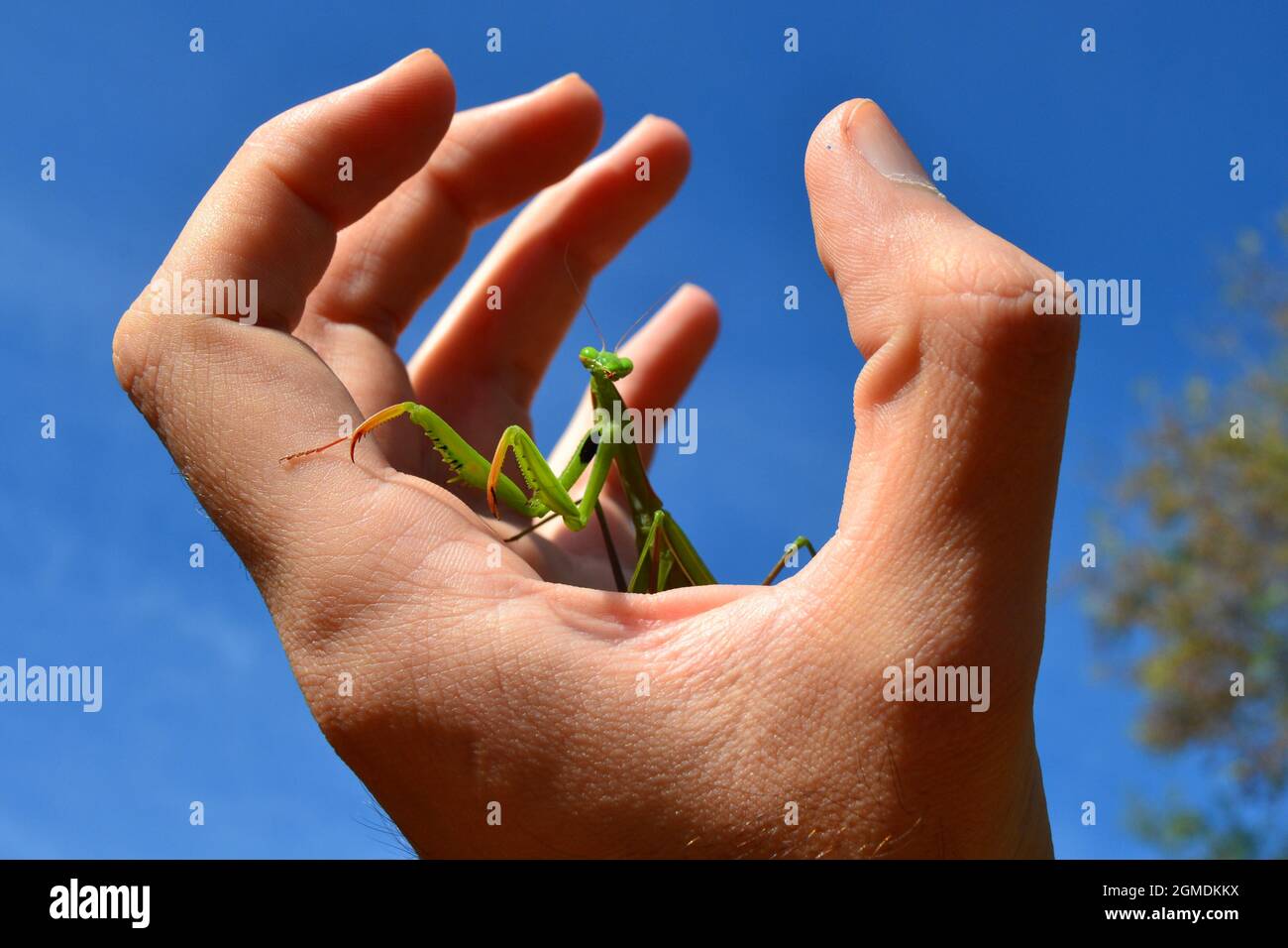 Pregare Mantis come un animale domestico sulla mano umana Foto Stock