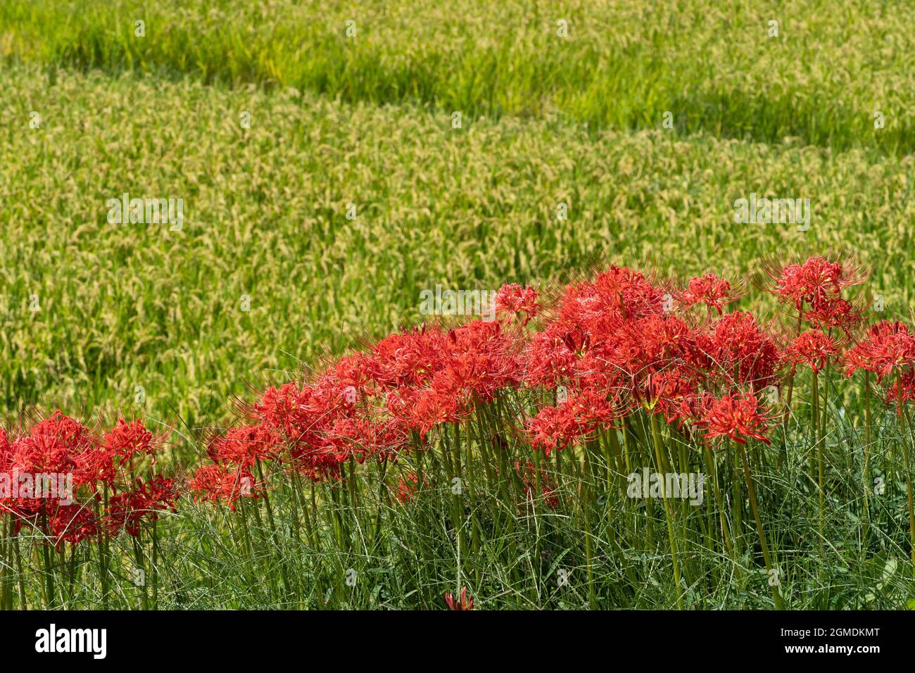 Giglio di ragno rosso (Lycoris radiata), Isehara City, Prefettura di Kanagawa, Giappone Foto Stock