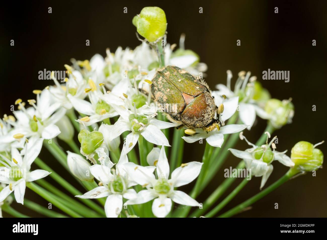 Gametis jucounda (Faldermann) su fiore di erba cipollina (Allium tuberosum), Isehara City, Prefettura di Kanagawa, Giappone Foto Stock