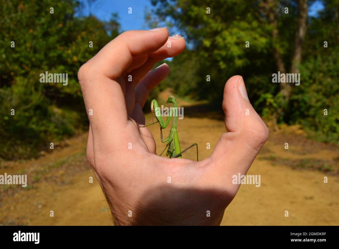 Tenere Mantis in preghiera sulle mani di preghiera Foto Stock