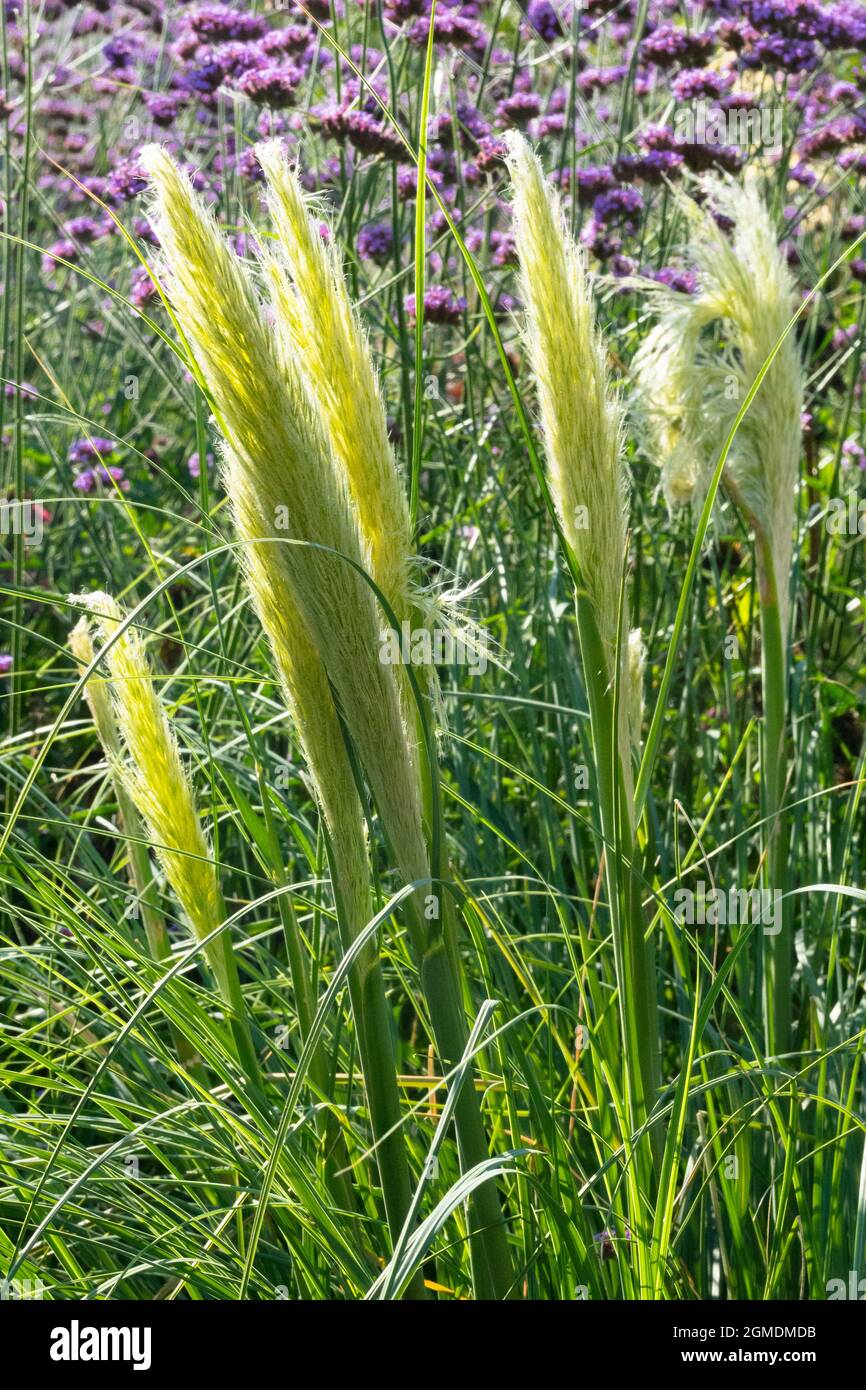 Pampas erba giardino Verbena bonariensis sfondo Cortaderia selloana 'pumila' andando a fiore Foto Stock