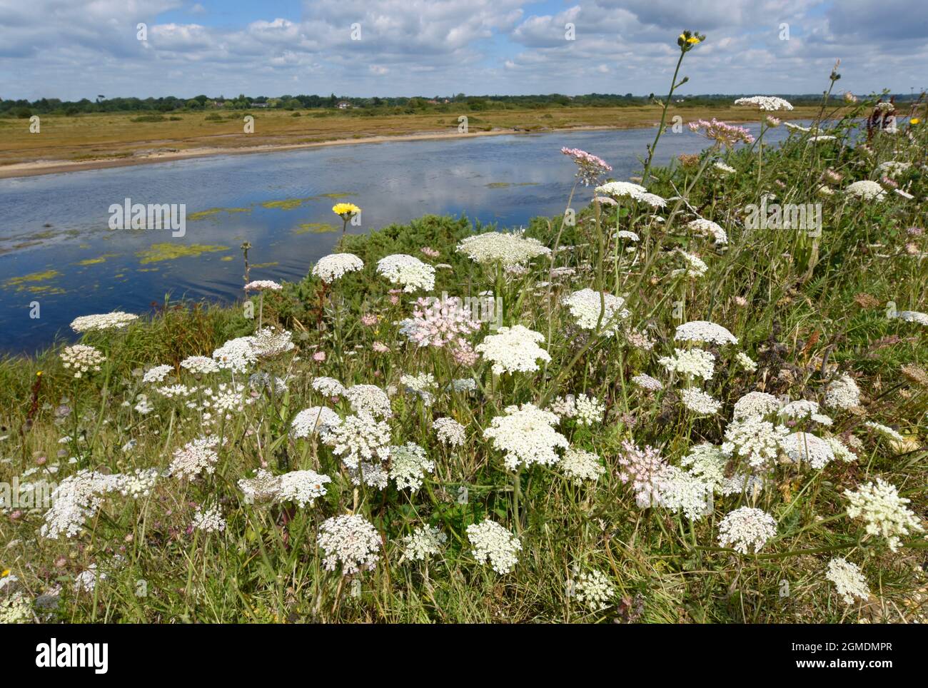 Wild carota - Daucus carota Foto Stock
