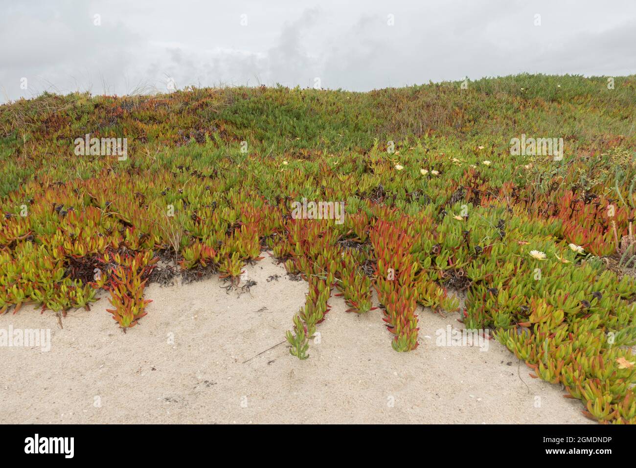 Piante di ghiaccio, Carpobrotus edulis, che crescono su una spiaggia che copre la sabbia in Portogallo. Foto Stock