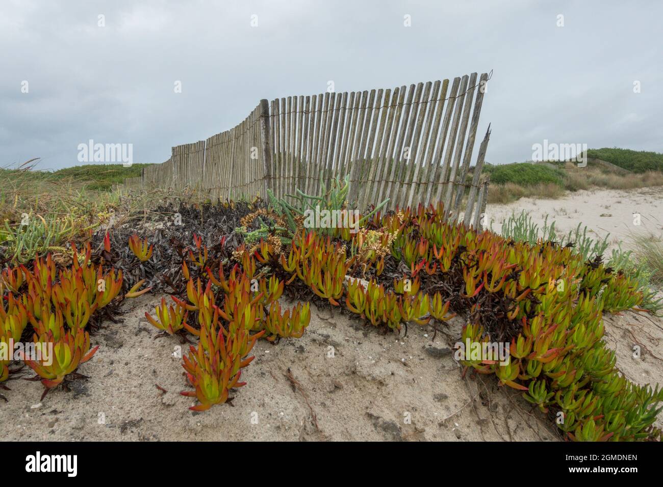 Piante di ghiaccio, Carpobrotus edulis, che crescono su una spiaggia che copre la sabbia in Portogallo. Foto Stock