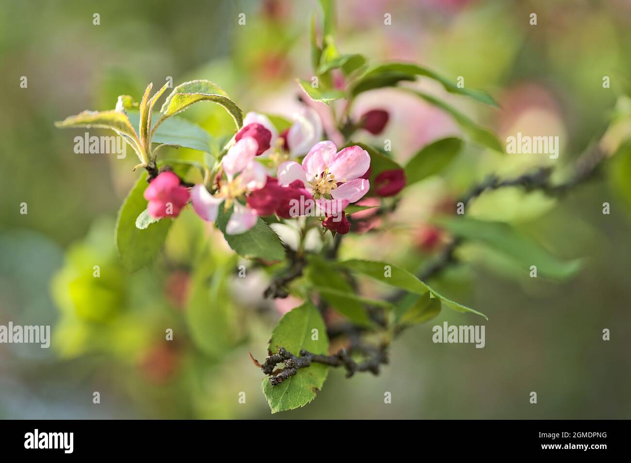 Primo piano luminoso vista di fiori di mela di granchio di primavera bianco e rosa (Malus Sylvestris). Campus universitario in crescita di alberi da fiore, Belfield, Dublino Foto Stock
