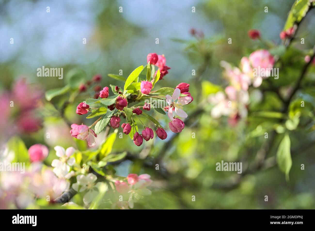 Primo piano luminoso vista di fiori di mela di granchio di primavera bianco e rosa (Malus Sylvestris). Campus universitario in crescita di alberi da fiore, Belfield, Dublino Foto Stock