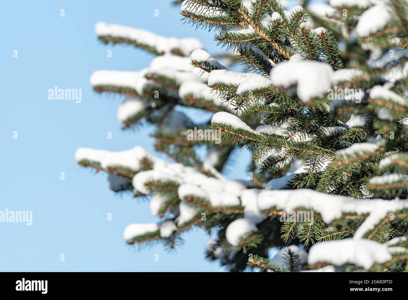 Inverno nella foresta e neve fresca bianca su rami verdi. Rametti di abete rosso sotto la neve. Albero di conifere ricoperto di lanugine bianche. Nevicate. Foto Stock