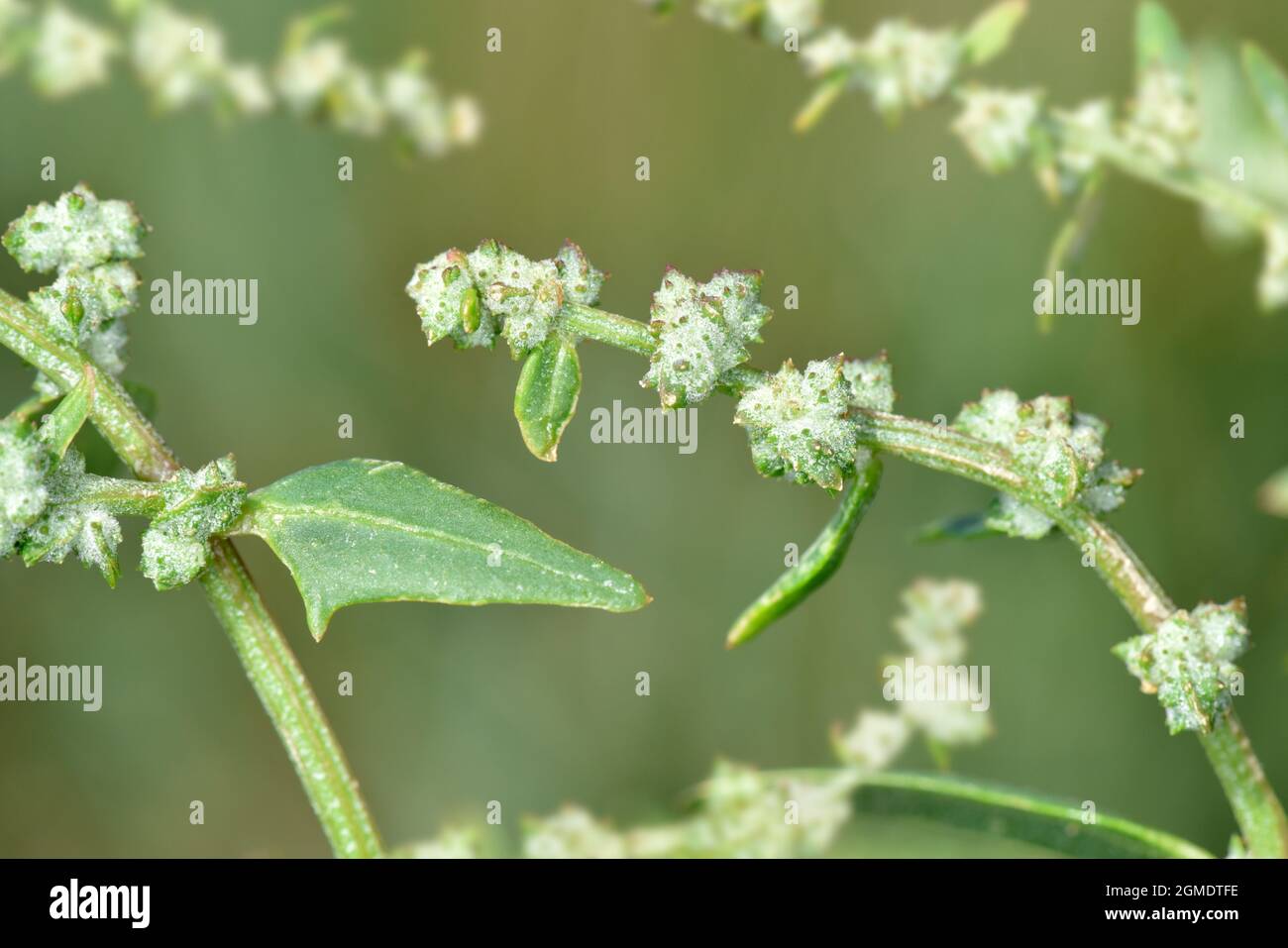 Spear-lasciava Orache - Atriplex prostrata Foto Stock