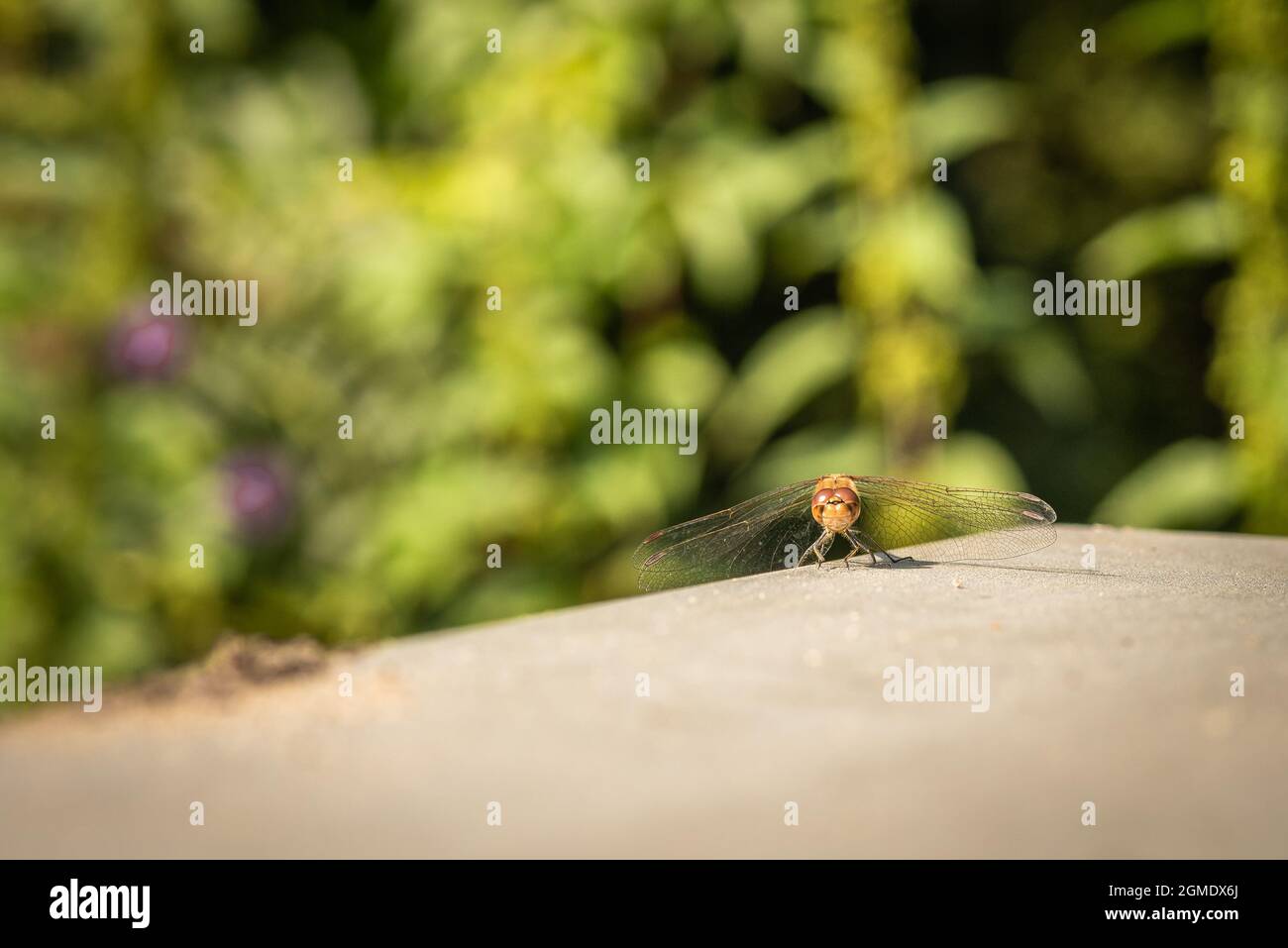 Mosca del drago Foto Stock