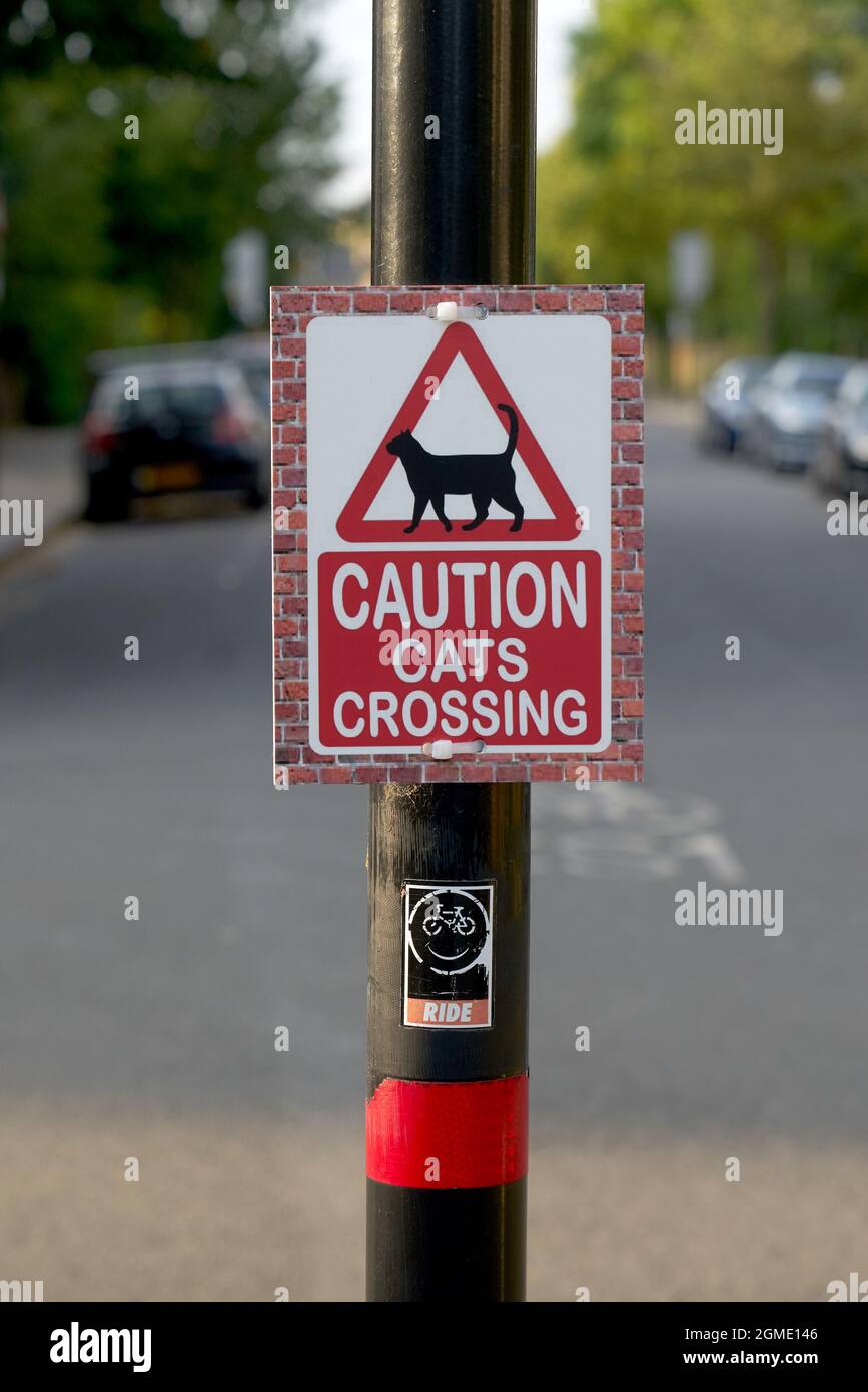 gatto che attraversa la strada animale domestico su strada Foto Stock