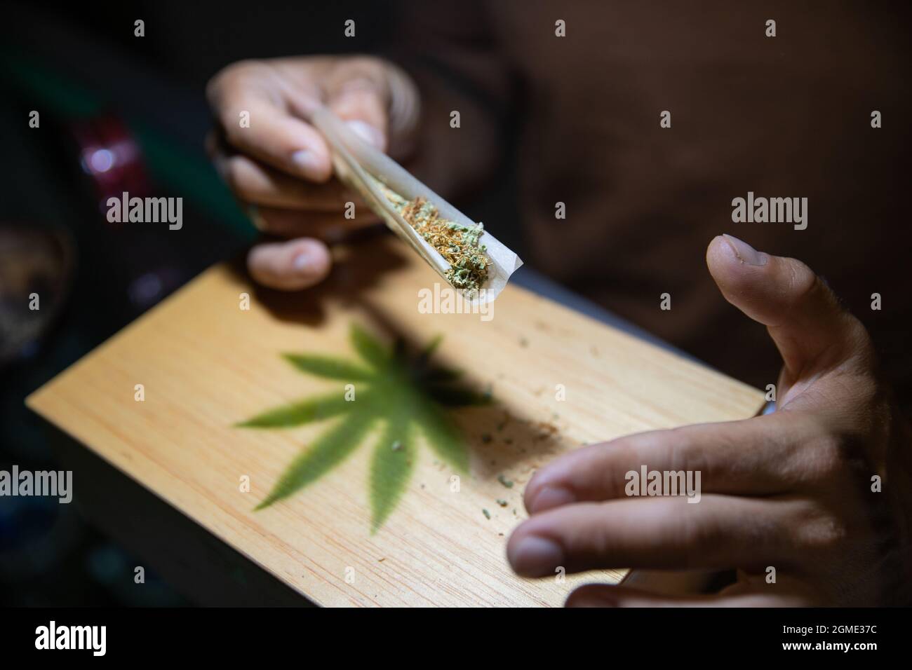 Primo piano delle mani di un ragazzo che sta rotolando un giunto di marijuana. Focus sulla marijuana nella carta rotabile Foto Stock