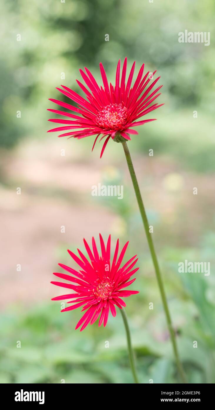 rosso scuro giardino domestico gerbera margherita o baberton margherita fiori, chiamato in sri lanka come barbendesiya Foto Stock