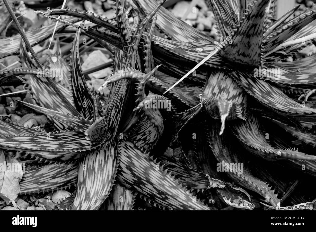 Molto modellato Aloe Somaliensis in primo piano Foto Stock