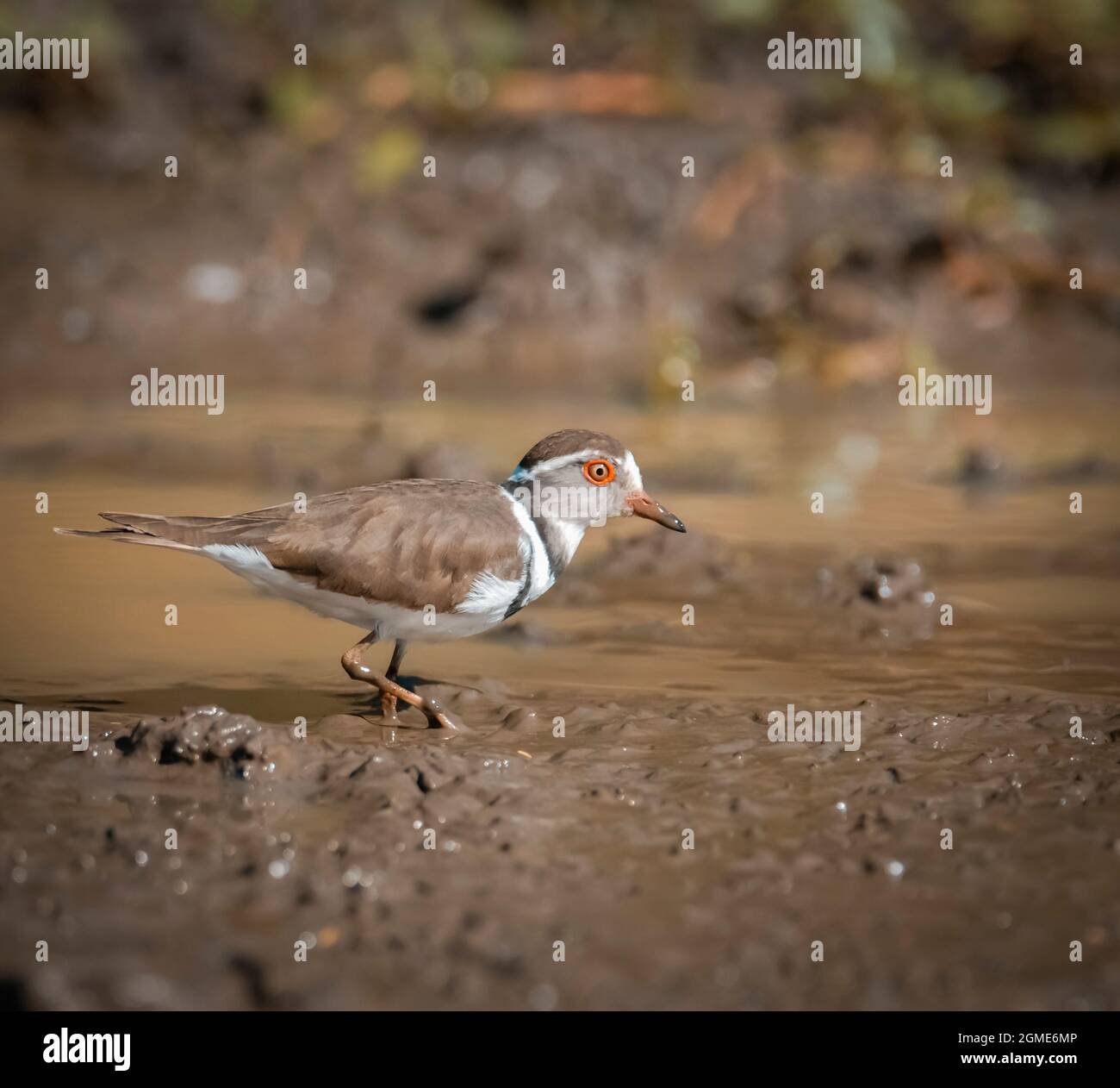 Tre bande di plover, (Charadrius tricollaris), Parco Nazionale Kriger, Sudafrica. Foto Stock