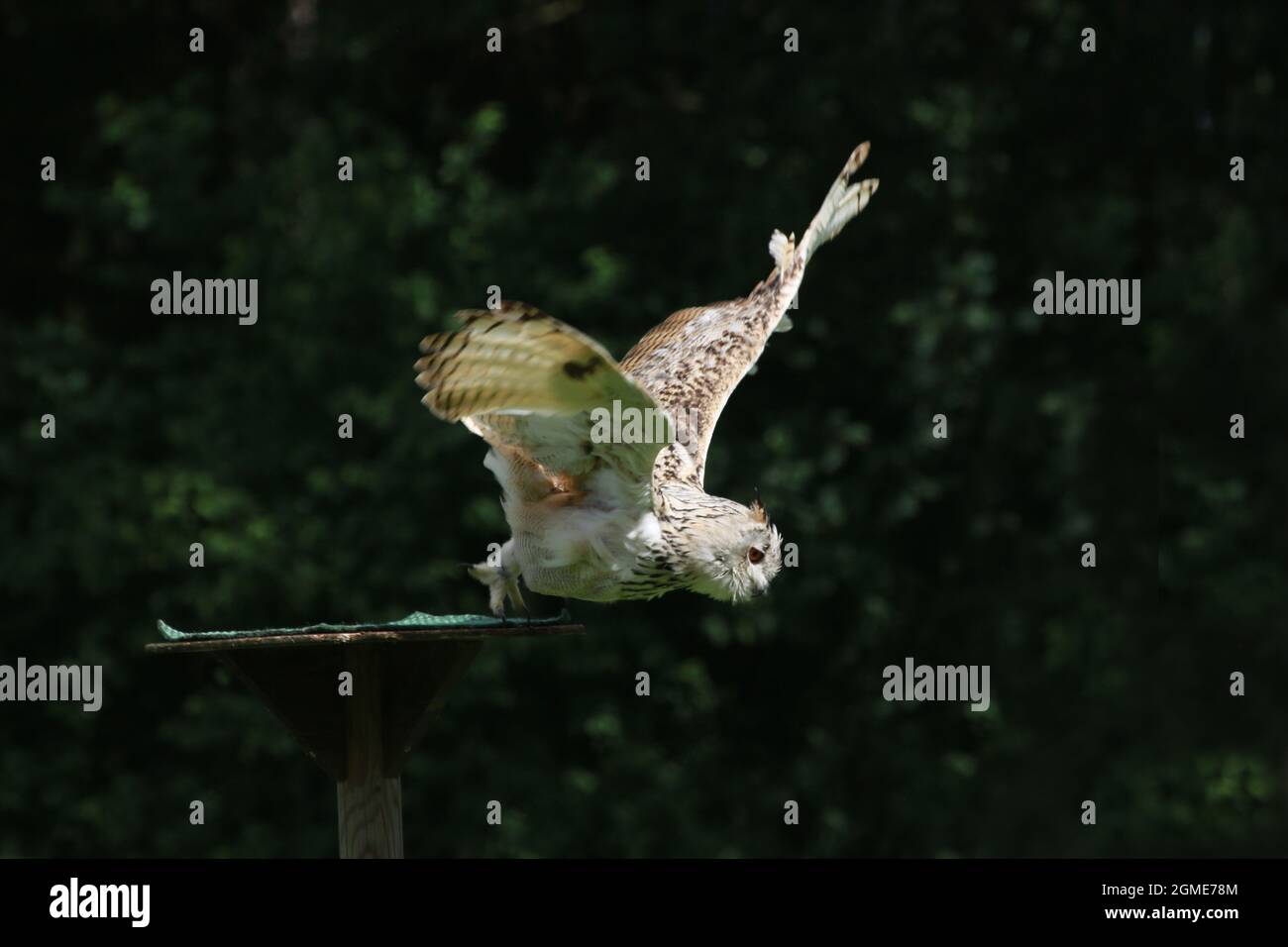 Il gufo dell'aquila siberiana decolora Foto Stock