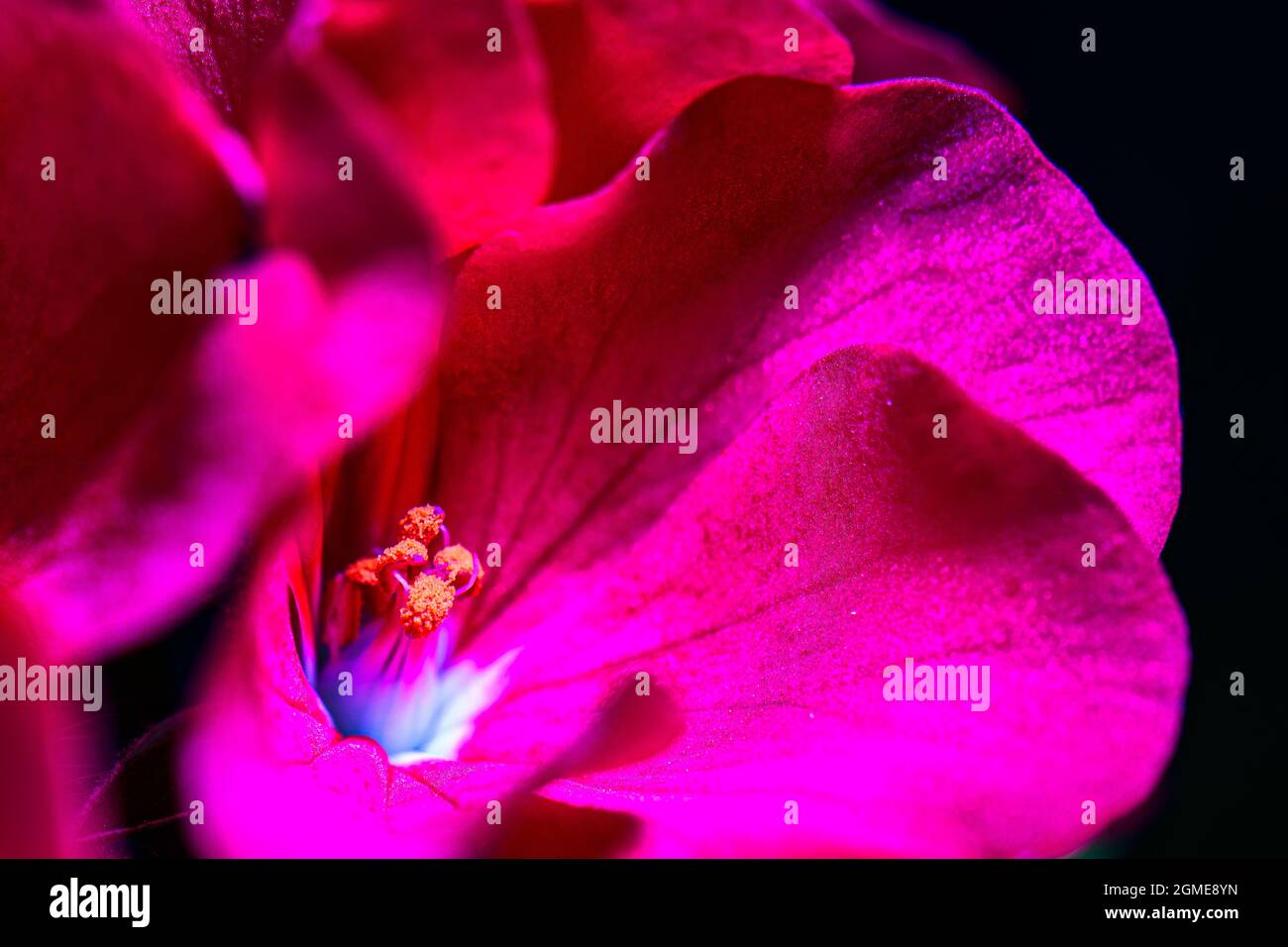 Foto di Closeup del fiore per la cornice del muro Foto Stock