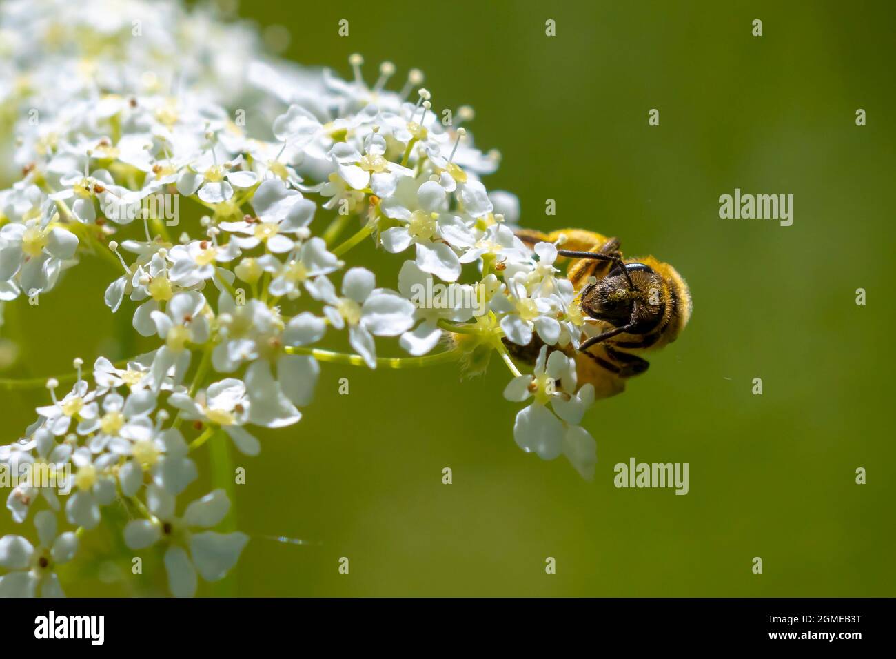 Primo piano di un Lasioglossum calceatum, una specie paleartica di ape sudorante Foto Stock