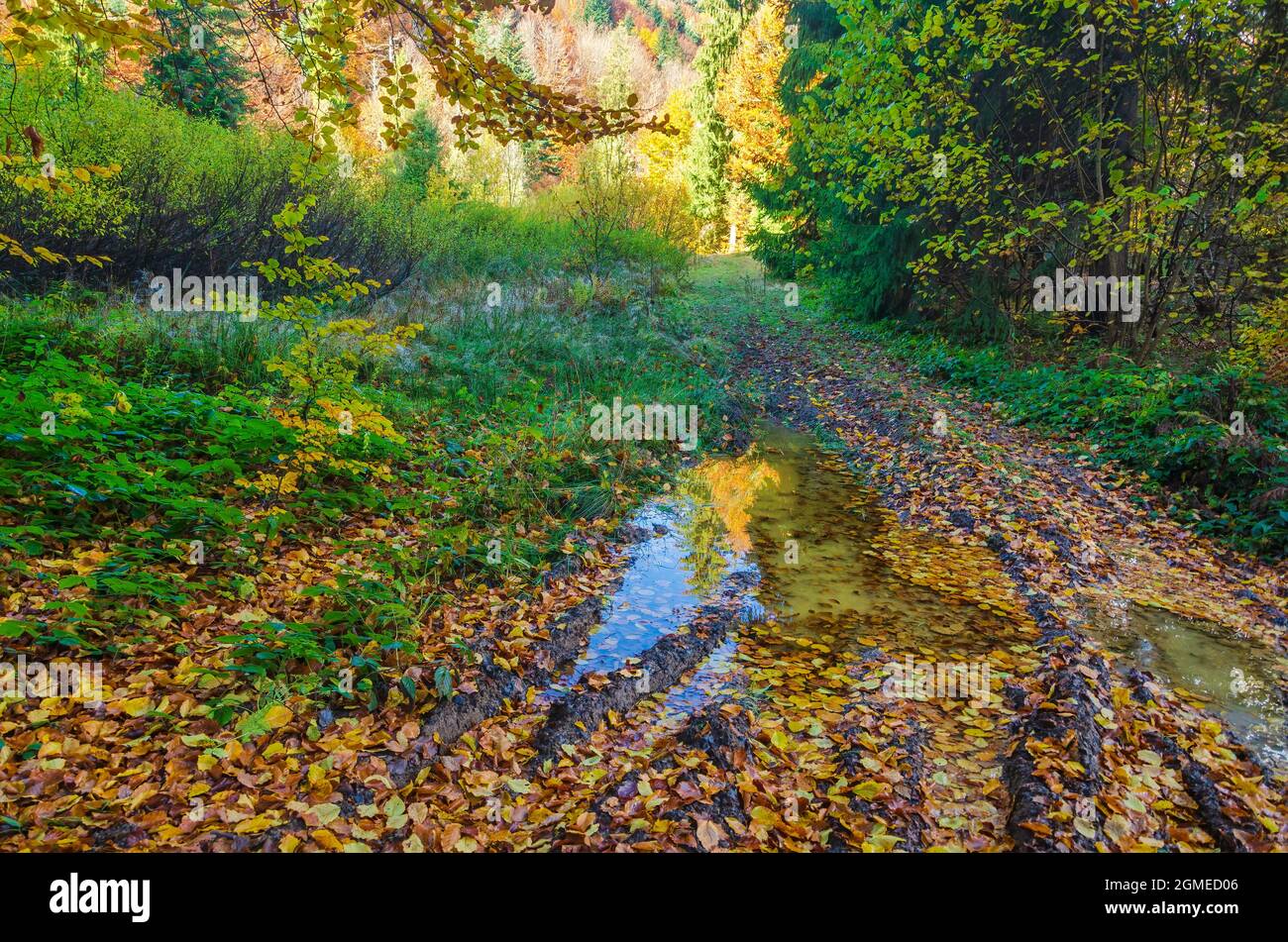 Strada sterrata nella foresta autunnale con pozzanghere dopo la pioggia Foto Stock