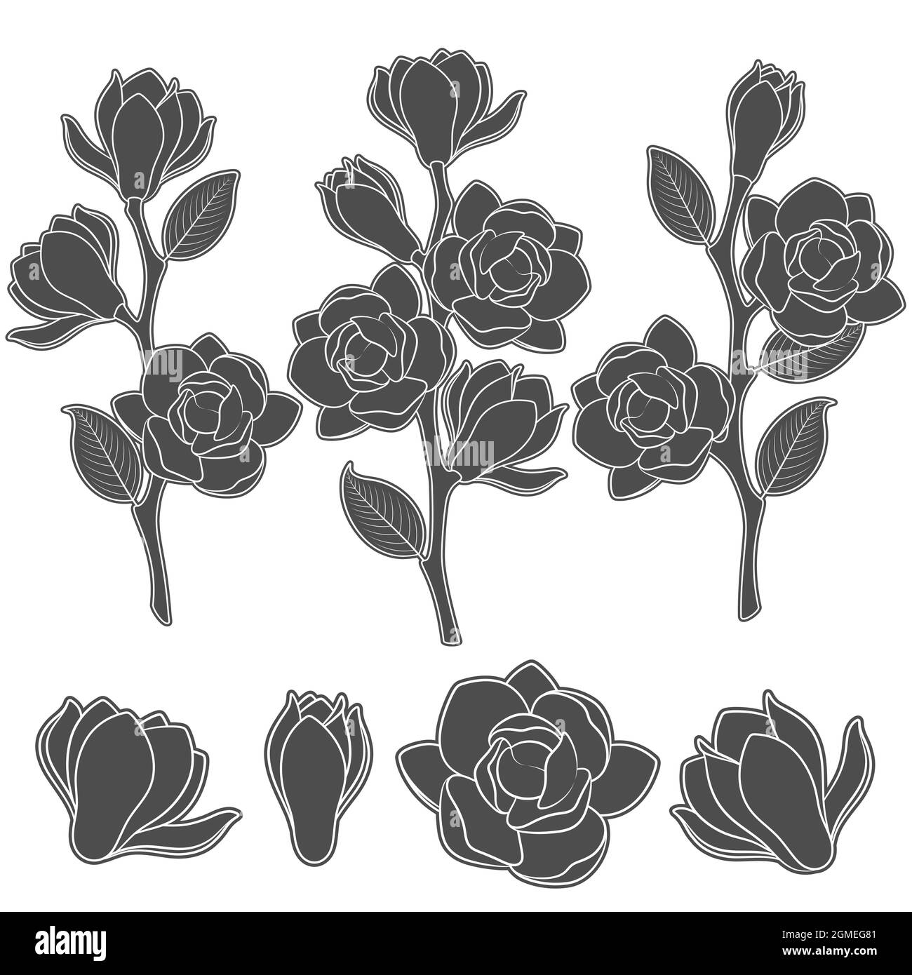 Set di illustrazioni in bianco e nero con rami fioriti di magnolia. Oggetti vettoriali isolati su sfondo bianco. Illustrazione Vettoriale