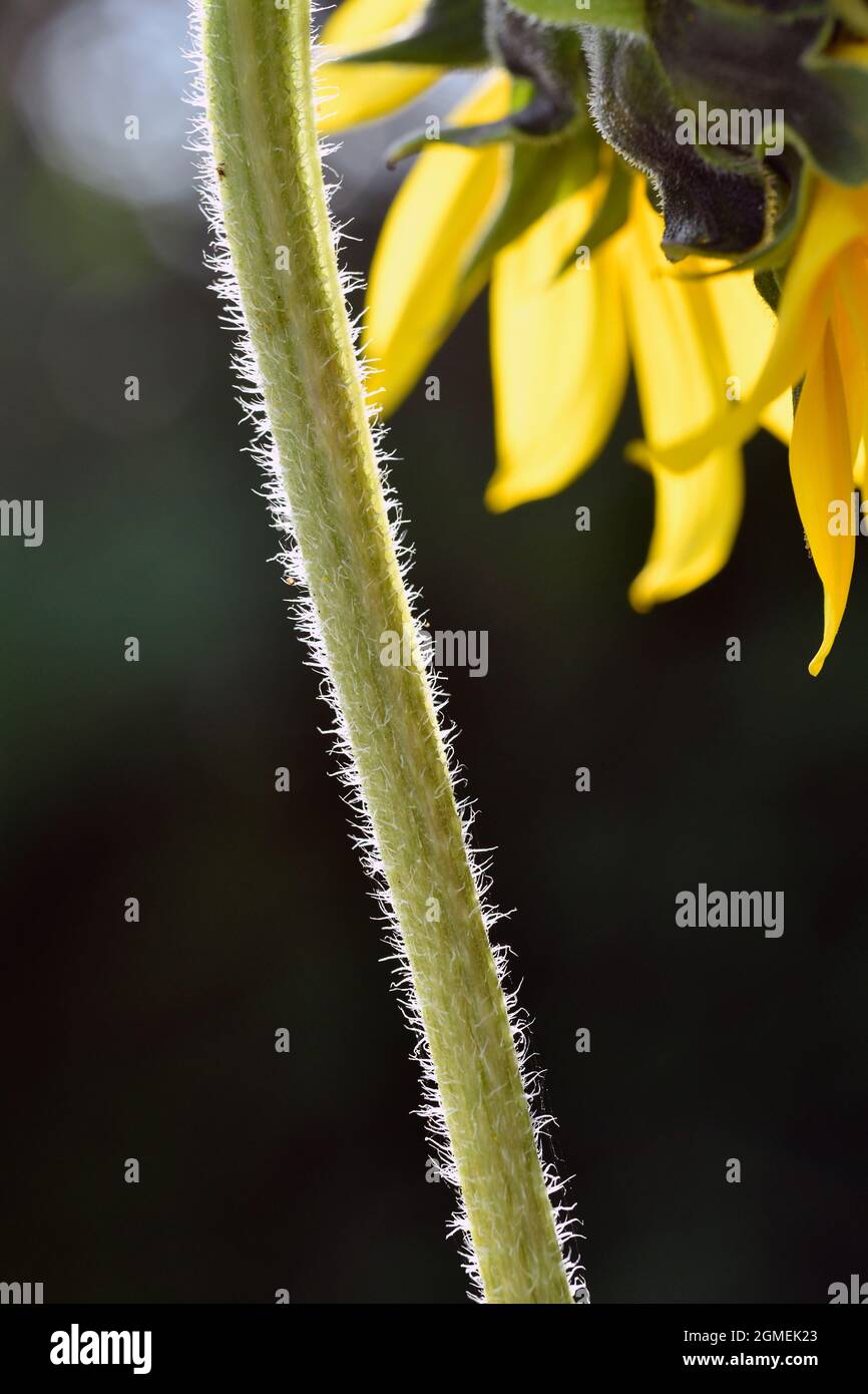 Girasole (helianthus) Foto Stock