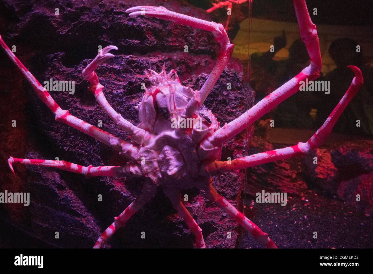 Il granchio spider giapponese in vasca d'acqua all'acquario. Foto Stock