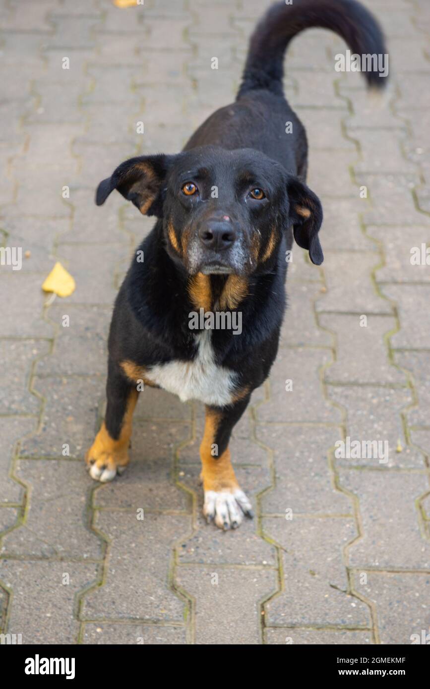 un cane nero a zampe corte si alza e guarda Foto Stock