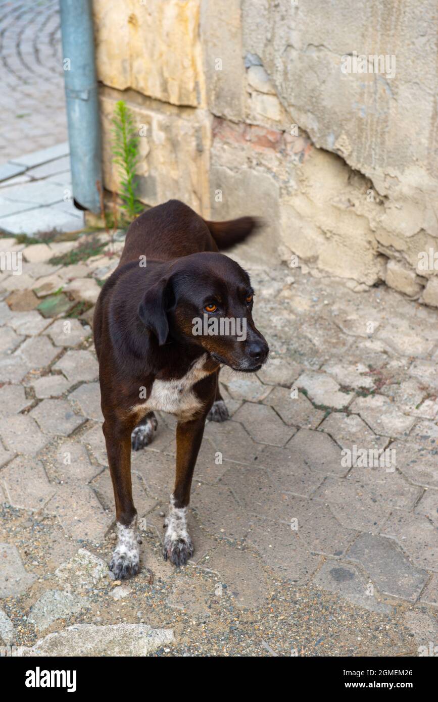 con zampe bianche il cane nero si erge sulla strada in georgia Foto Stock
