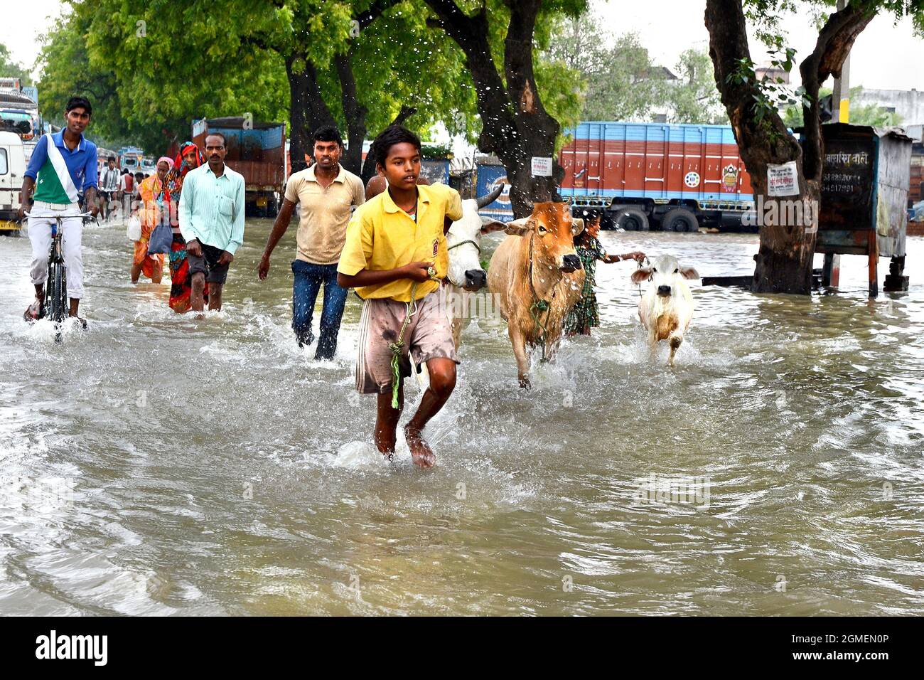Le popolazioni rurali del villaggio della zona di alluvione stanno andando al posto sicuro per la sicurezza della loro vita e anche i loro animali domestici a Varanasi in India. Foto Stock