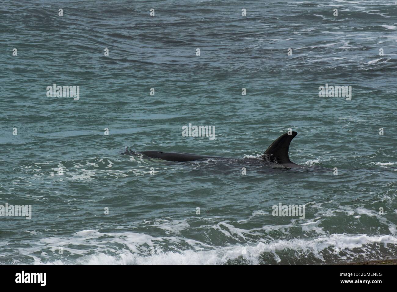 Leoni marini di caccia alle balene, Penisola Valdes, Patagonia, Argentina Foto Stock