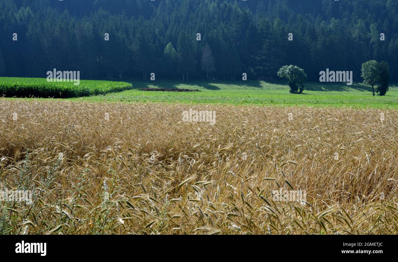 Un campo di grano nel villaggio di Rasun di sotto all'inizio della valle dell'Anterselva Foto Stock