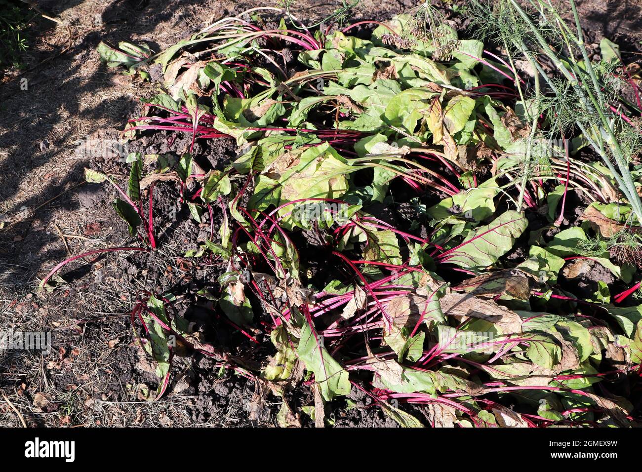 Le barbabietole da giardino si appassiscono al sole caldo Foto Stock