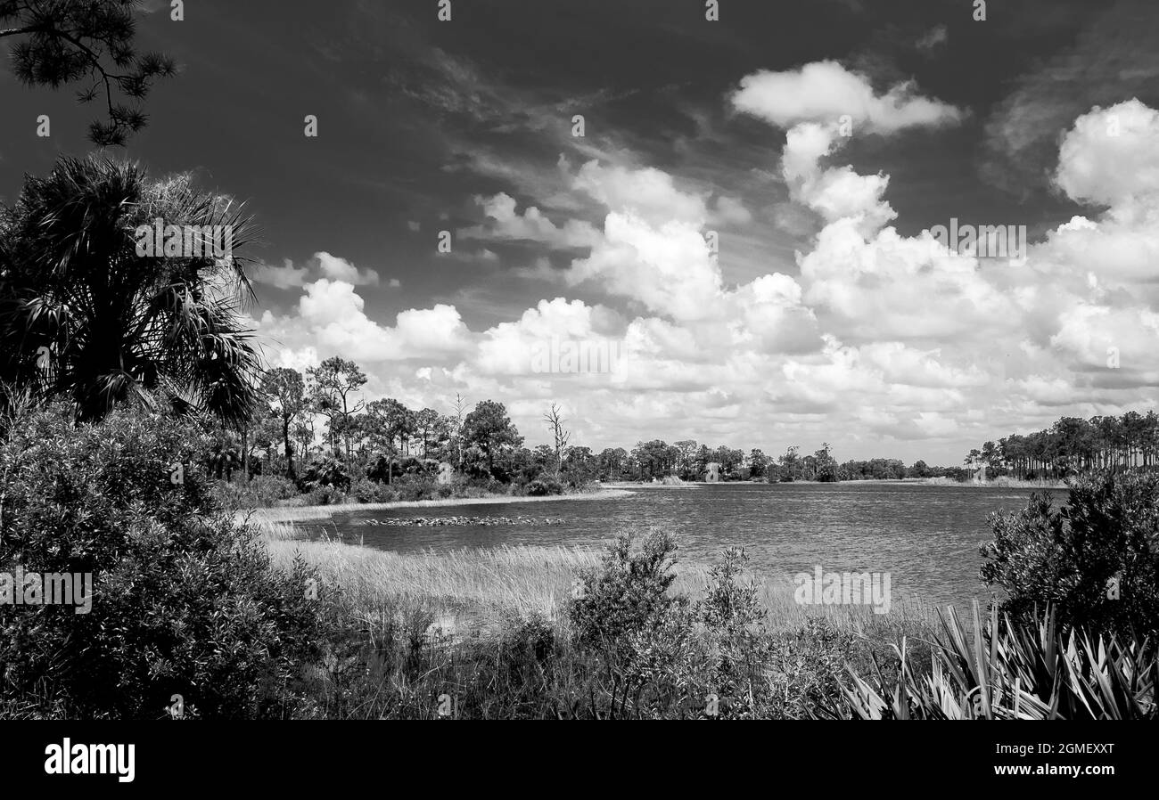 Bianco e nero del lago di Webb in Babcok Webb Wildlife Management Area in Punta Gorda Florida Stati Uniti Foto Stock