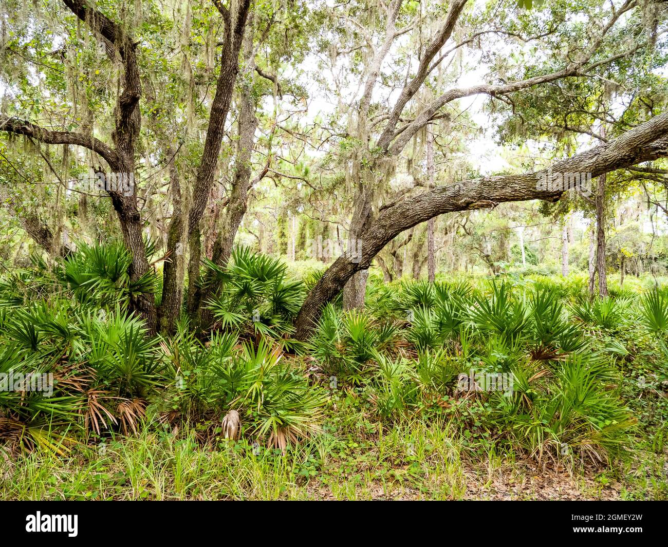 Live Oak Trees in Lemon Bay Park e Environmental Centerin Englewood sulla costa del Golfo della Florida USA Foto Stock