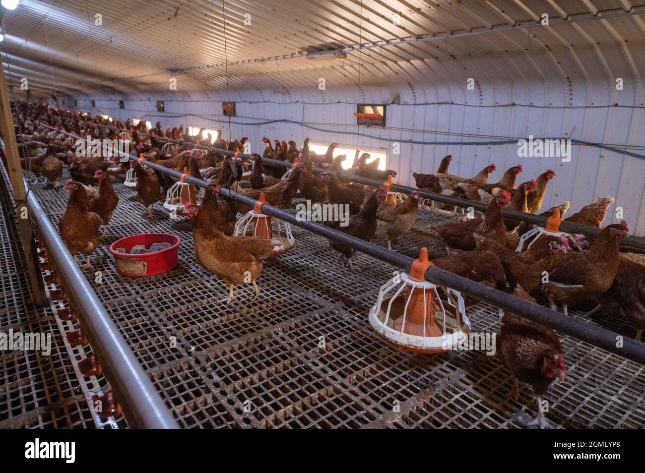 Allevamento di uova di pollo a scelta gratuito Foto Stock