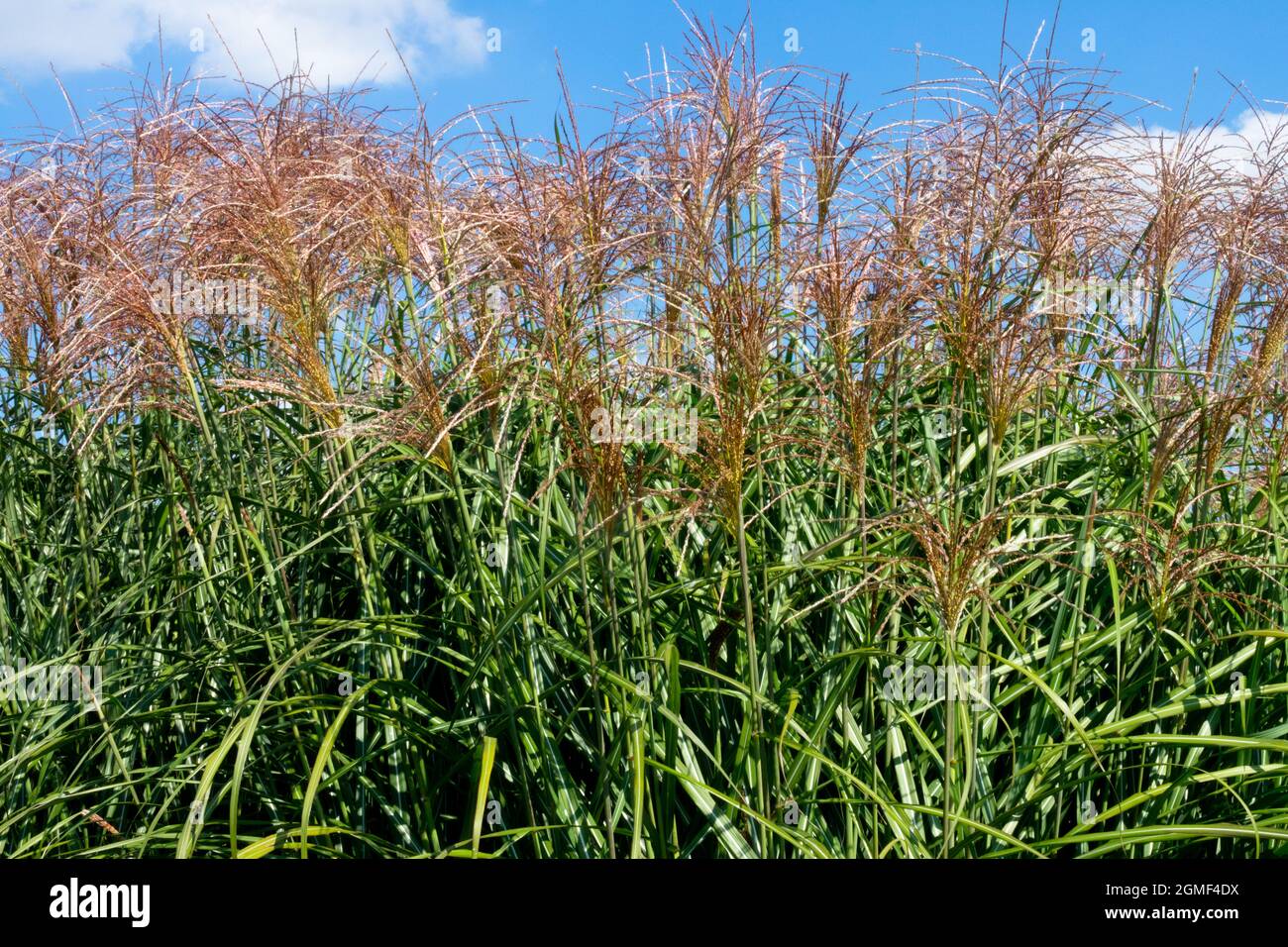 Miscanthus sinensis 'Positano' Giardino erba alta erba Maiden erba Miscanthus Silvergrass cinese Eulalia, steli, Foliage, Plumes a settembre Foto Stock