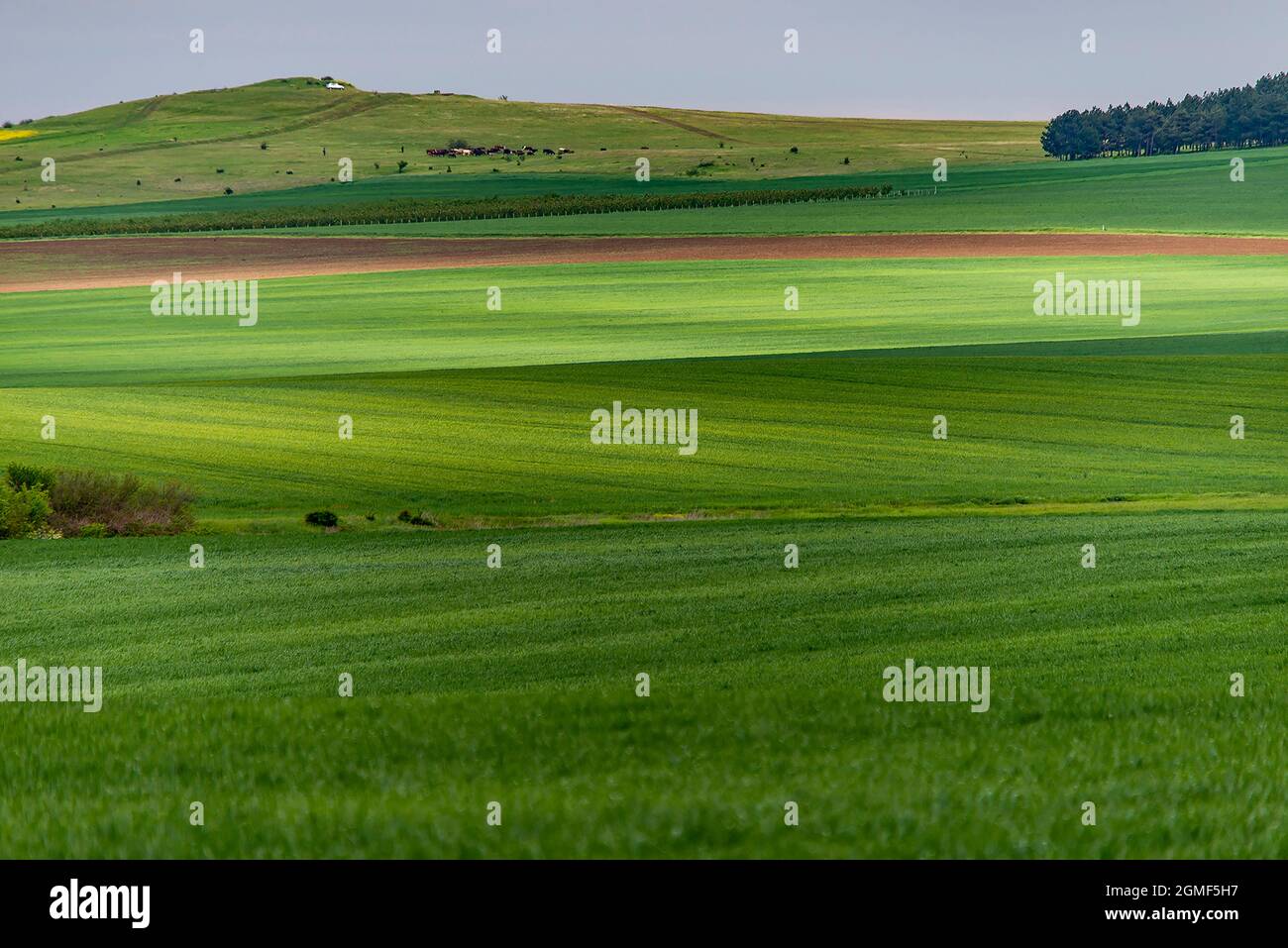 Campi verdi e luminosi di colture agricole Foto Stock