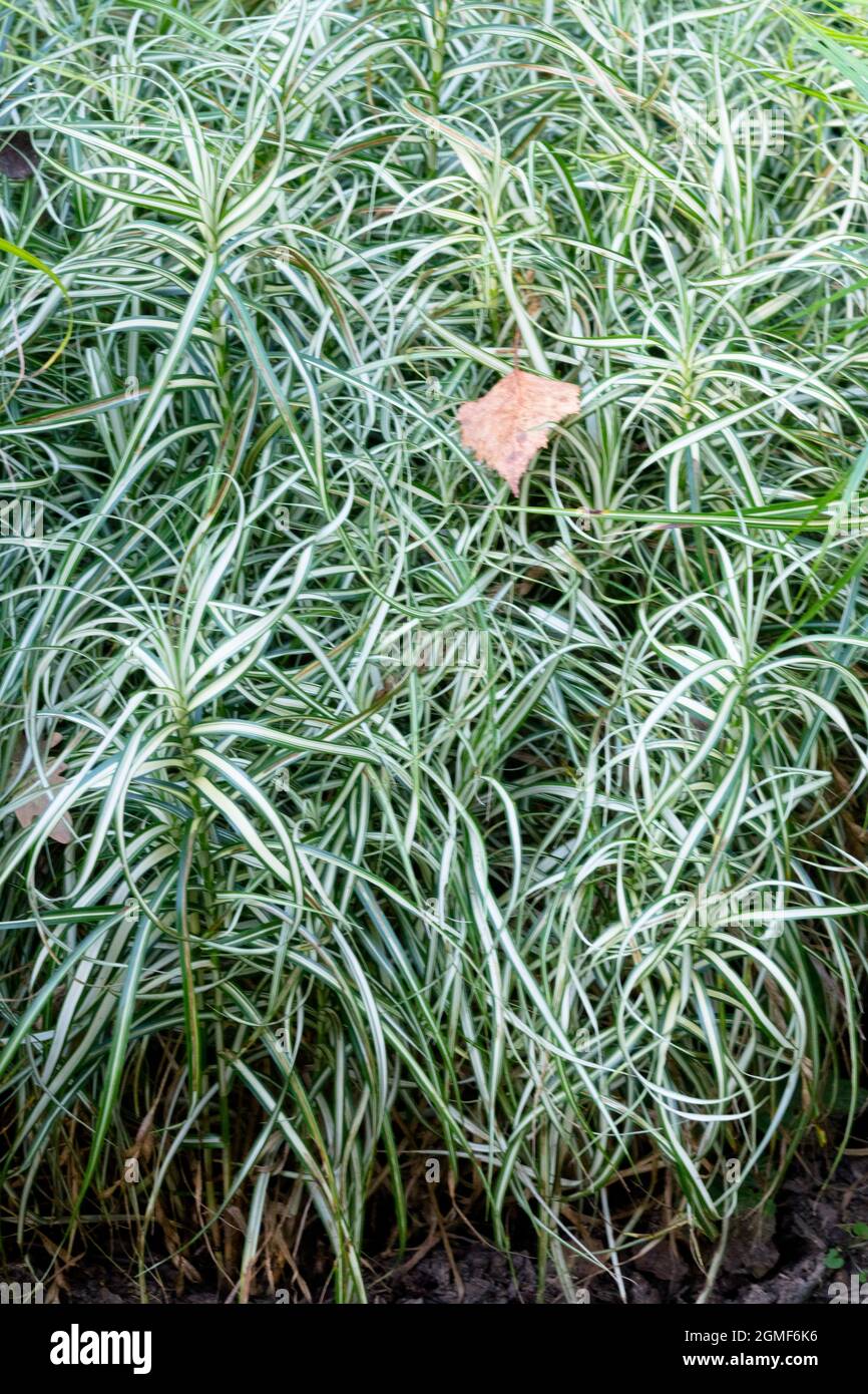 Carex muskingumensis "fontane di ghiaccio" Foto Stock
