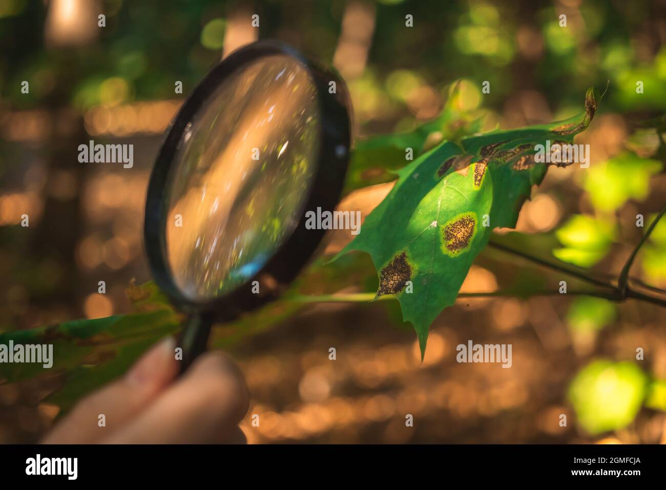 Lo scienziato esamina le malattie delle foglie e altri problemi ambientali con lente d'ingrandimento Foto Stock