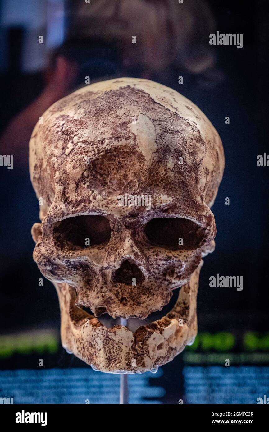 Homo sapiens replica cranio, Museo de la evolución humana, MEH, Burgos, Spagna. Foto Stock