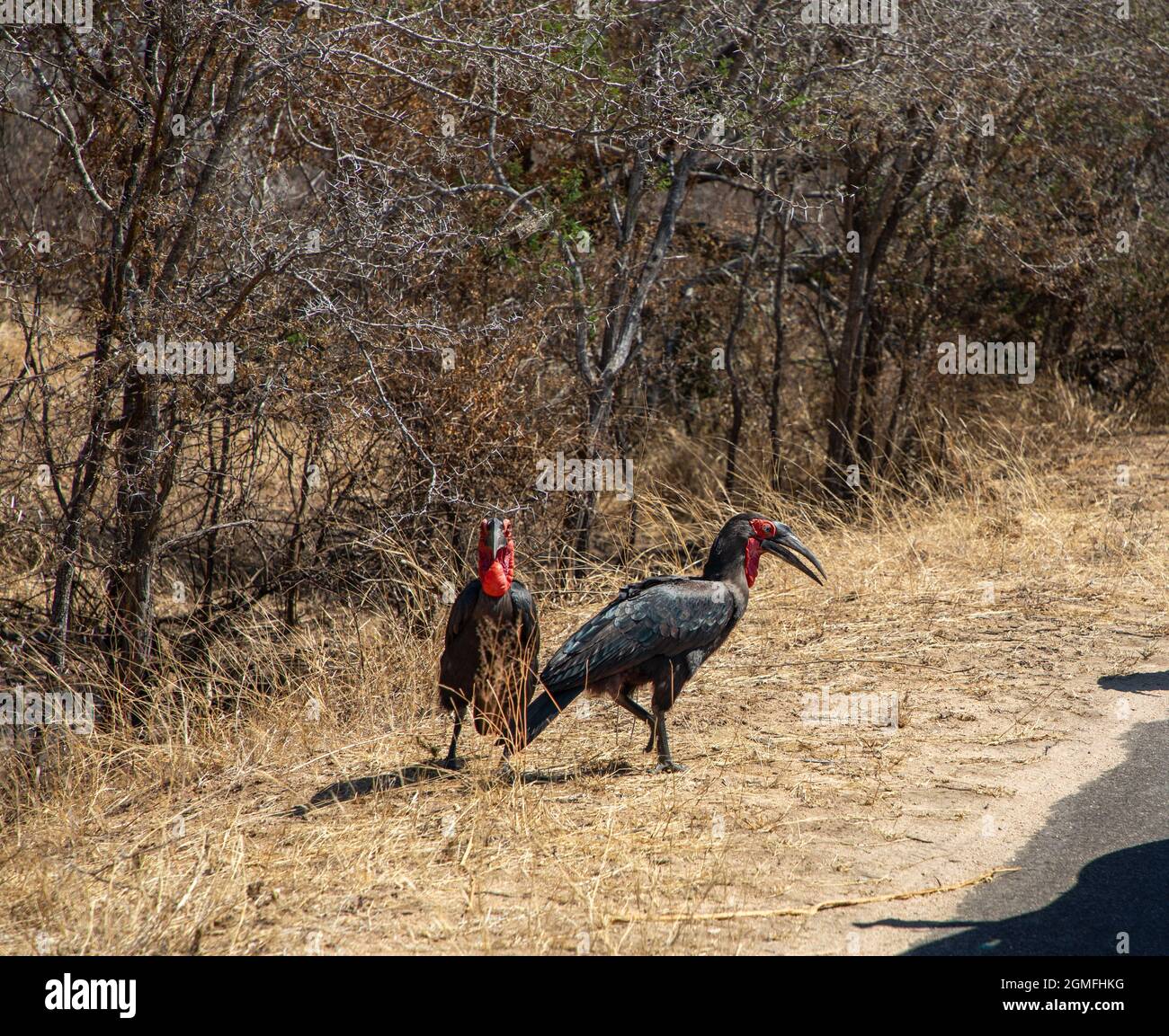 Due uccelli di hornbill di terra del sud nella natura selvaggia. Foto Stock