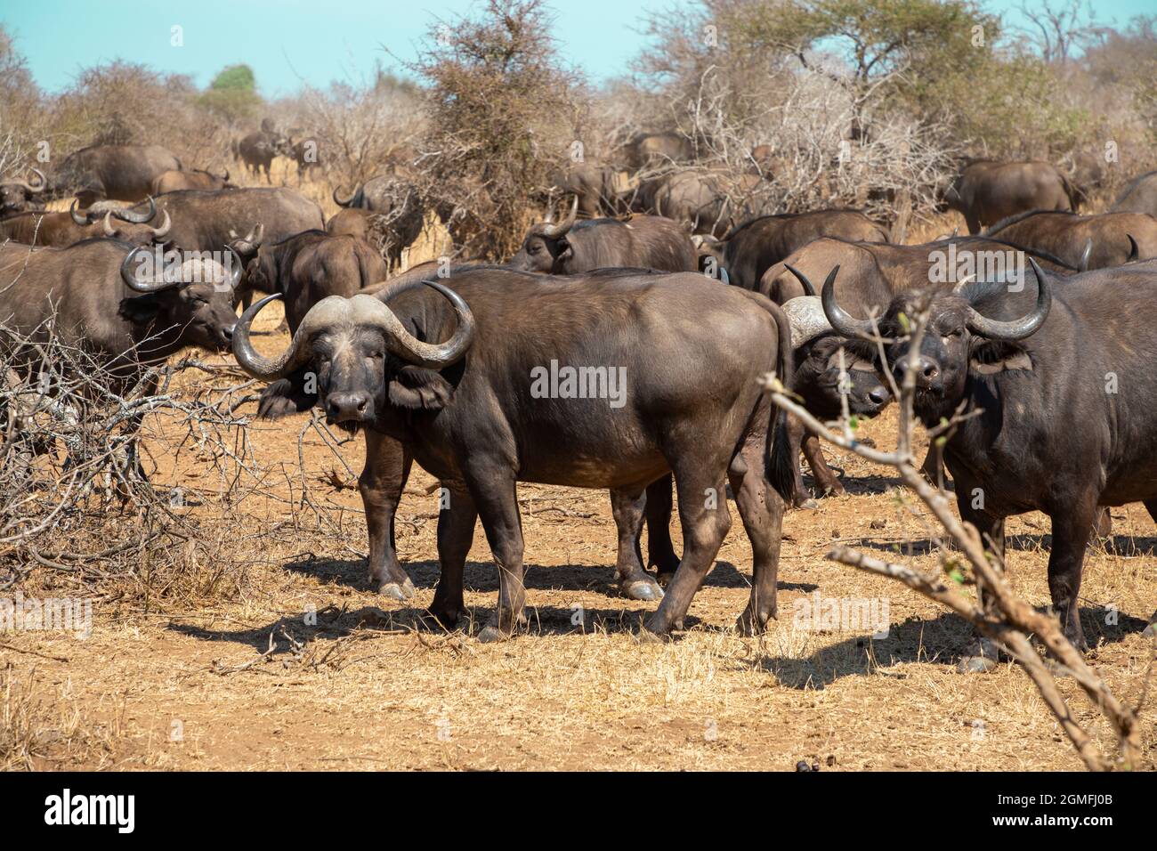 Bufalo del Capo in natura con il resto della mandria in lontananza Foto Stock