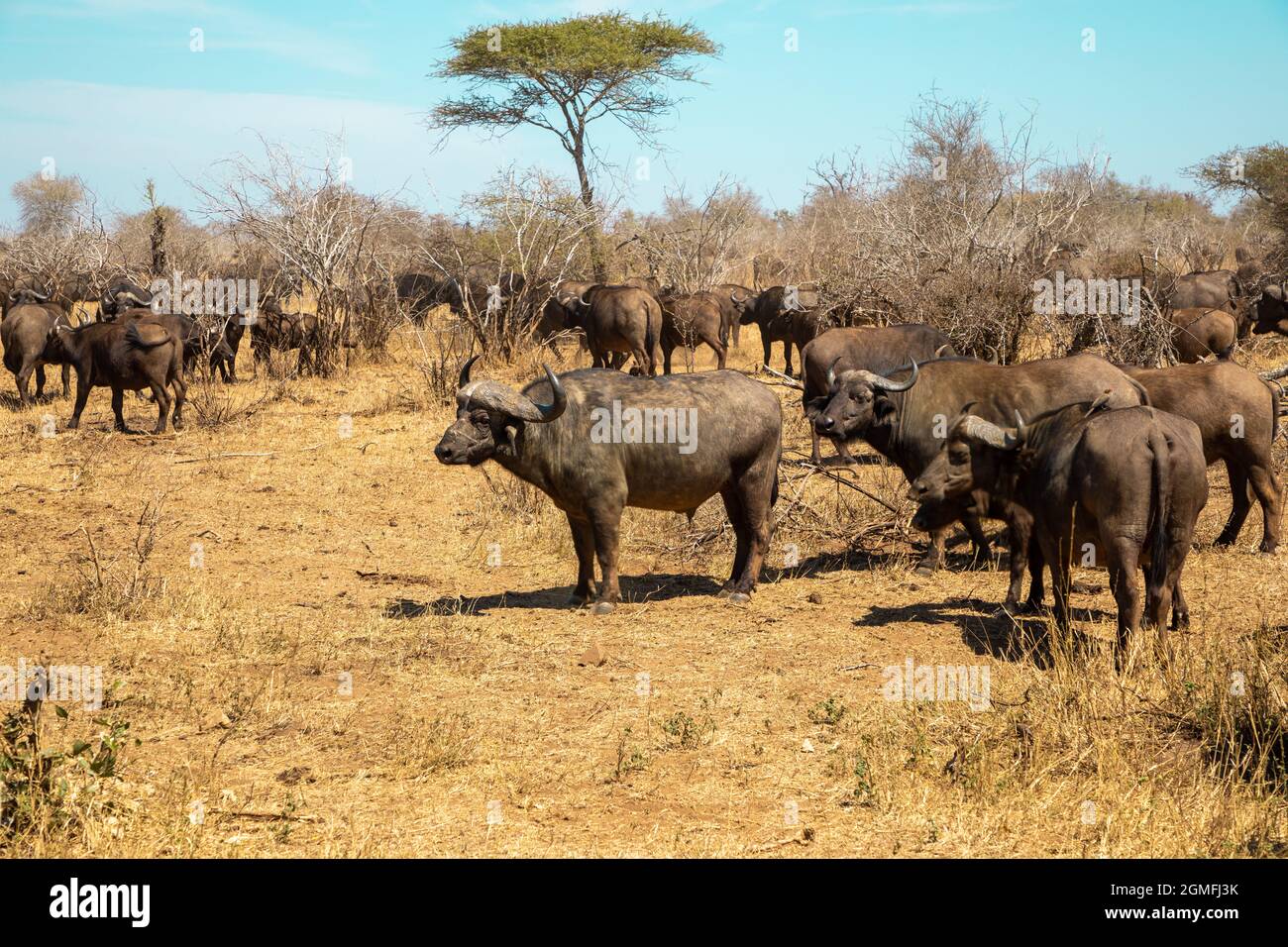 Un gregge di bufali del Capo in piedi nella macchia africana. Foto Stock
