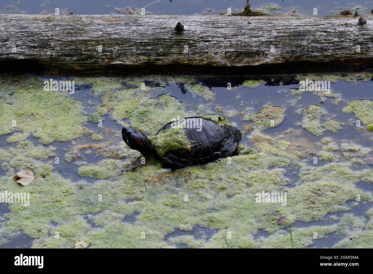 Tartaruga rossa dell'orecchio (Trachemys scripta elegans) coperta di piante acquatiche Foto Stock